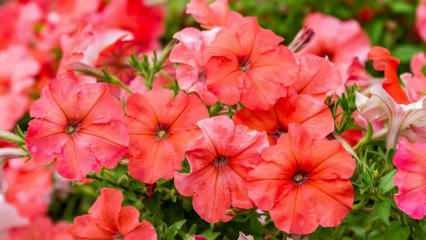 <h1>Купи цветок<h2>