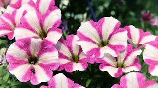 <h2>Альдерман<h2>