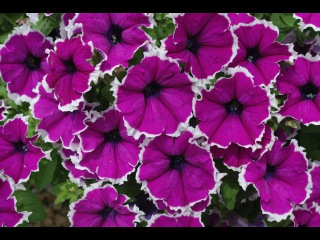 <h2>Сурфиния<h2>